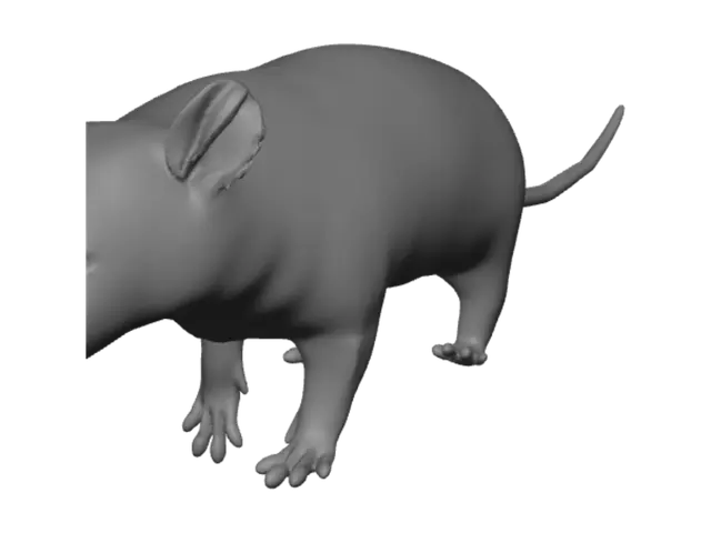 3D model for Opossum in Profile
