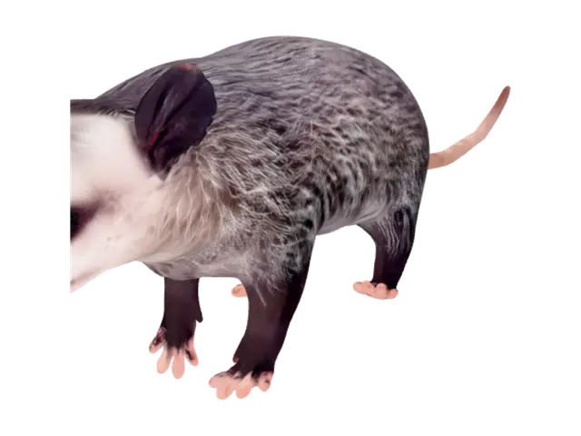 3D model for Opossum in Profile