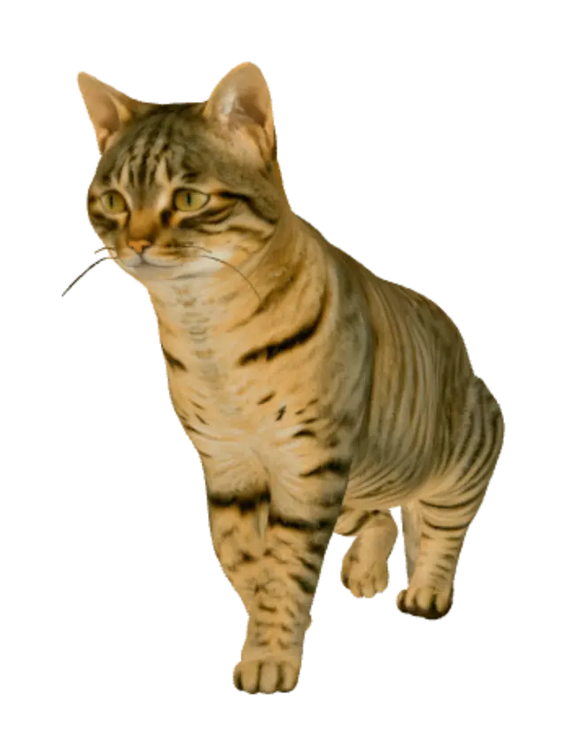 3D model for Tabby Cat in Profile