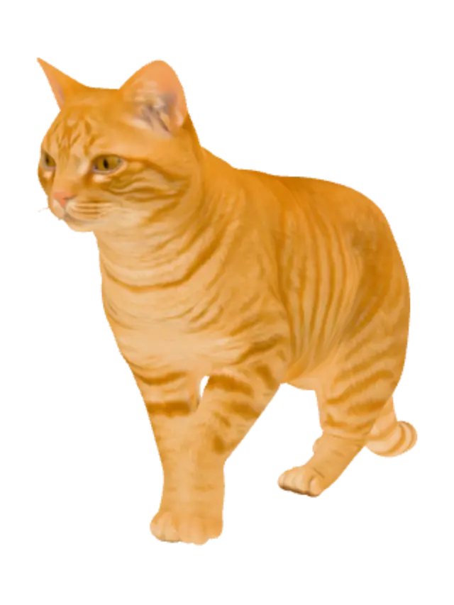3D model for Ginger Cat in Profile