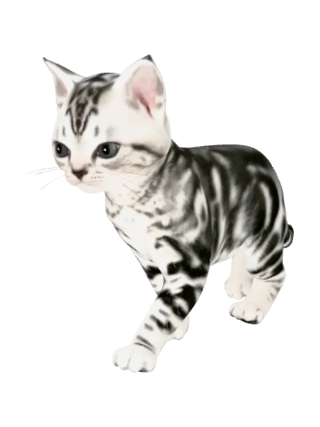 3D model for Silver Striped Kitten