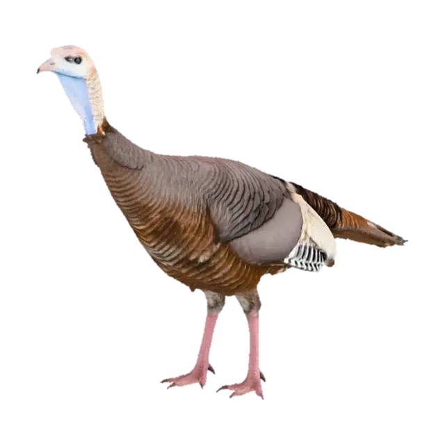 American Wild Turkey (Female) - Fowl 3D model, vytvořený pomocí AI