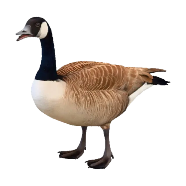 Canada Goose - Species 3D model, vytvořený pomocí AI