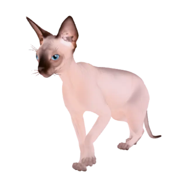 3D model for Sphynx Silhouette