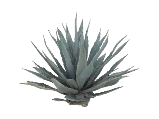 Free Agave 3D Models - Download Instantly | Meshy