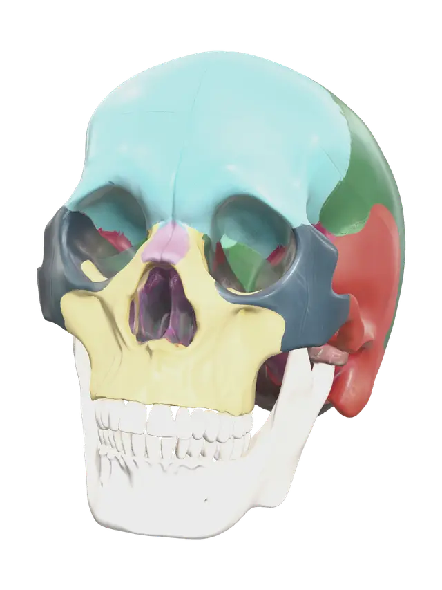 3D model for Fantasy Human Skull Anatomy