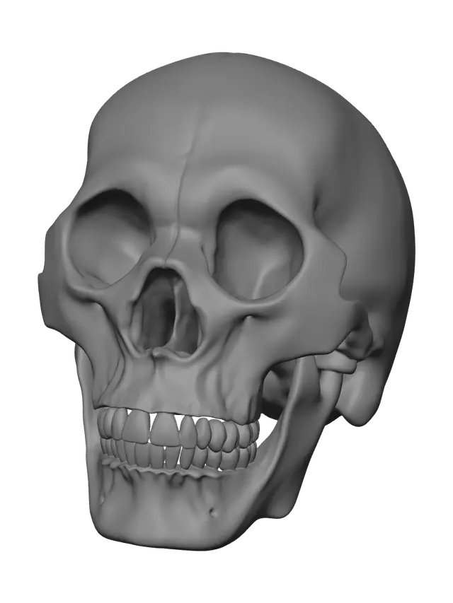 3D model for Fantasy Human Skull Anatomy