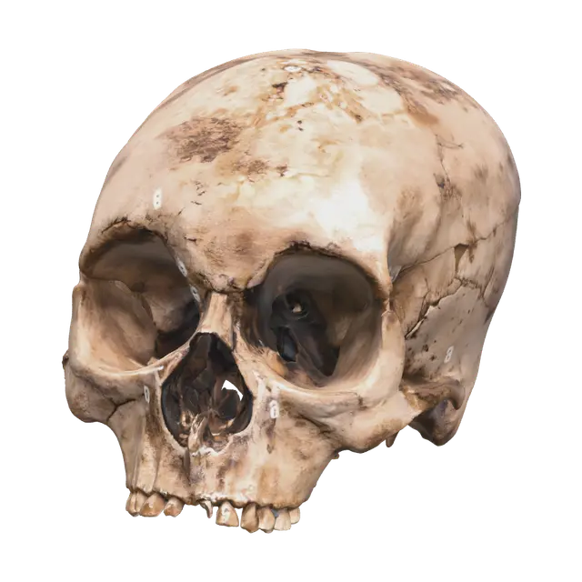 Ornate Human Skull Anatomy 3D model, vytvořený pomocí AI