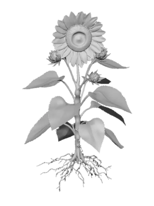 3D model for 식물의 뿌리, 줄기, 잎, 꽃