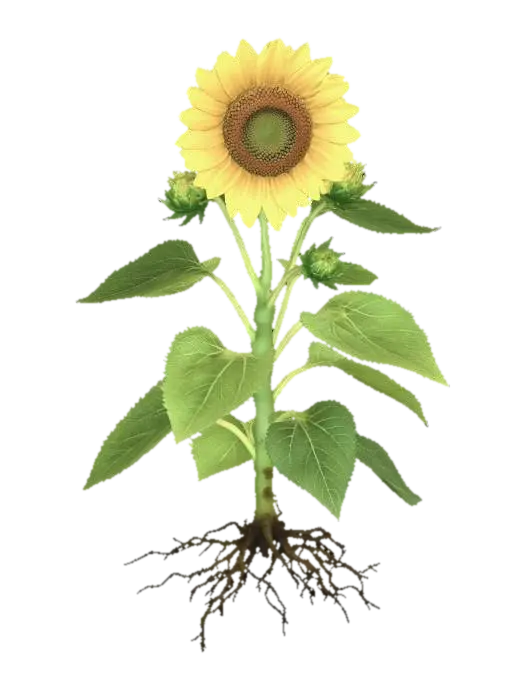 3D model for 식물의 뿌리, 줄기, 잎, 꽃