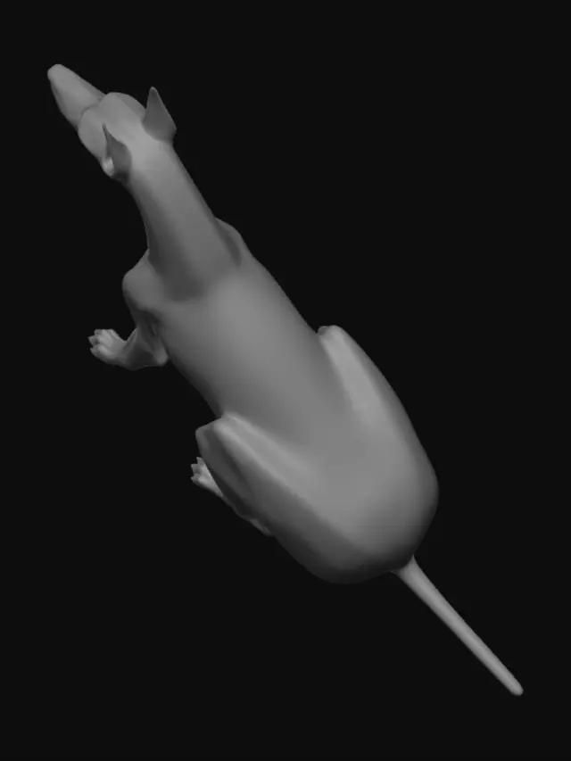 3D model for Doberman Form Extraction
