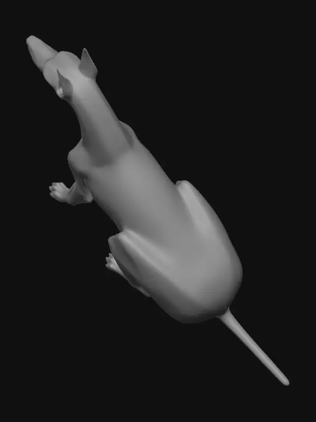 3D model for Doberman Form Extraction