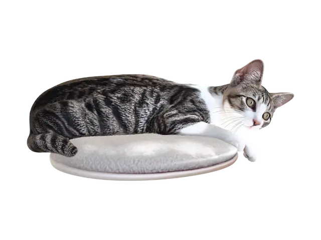 3D model for Curious Tabby by the Window