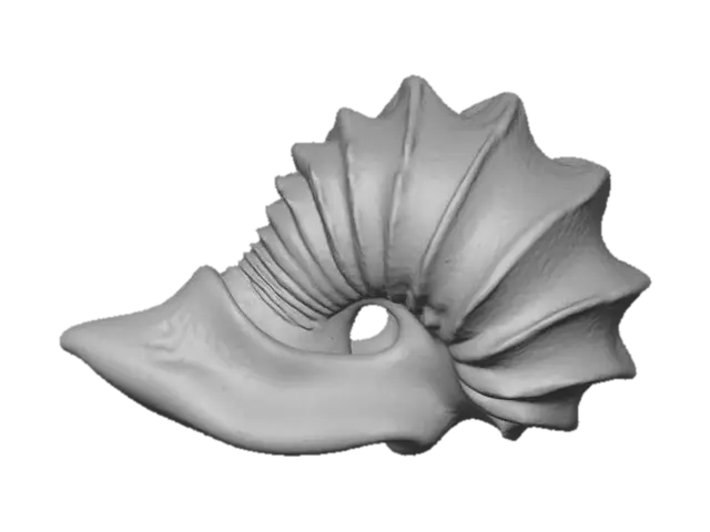 3D model for Rainbow Seashell