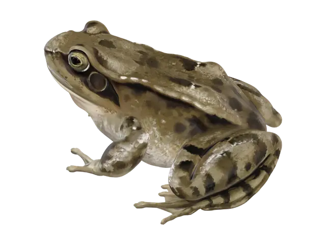 3D model for Brown Frog