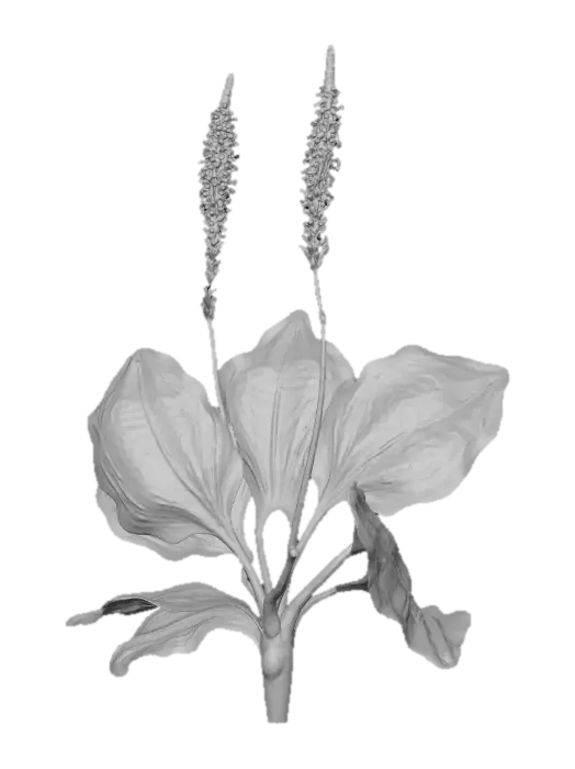 3D model for Plantain Illumination
