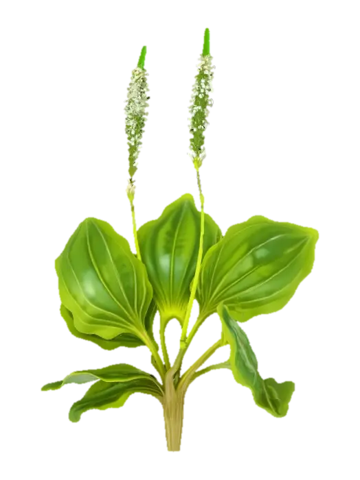 3D model for Plantain Illumination