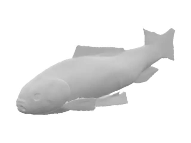 3D model for Harlequin Fish Illustration