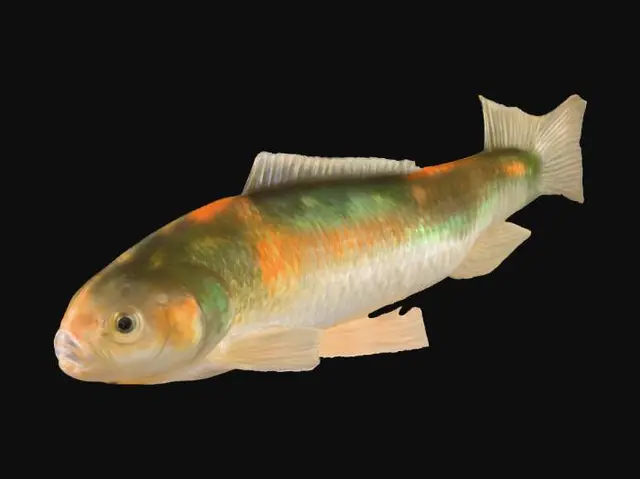 3D model for Harlequin Fish Illustration