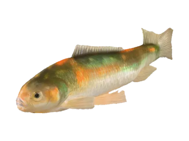 3D model for Harlequin Fish Illustration