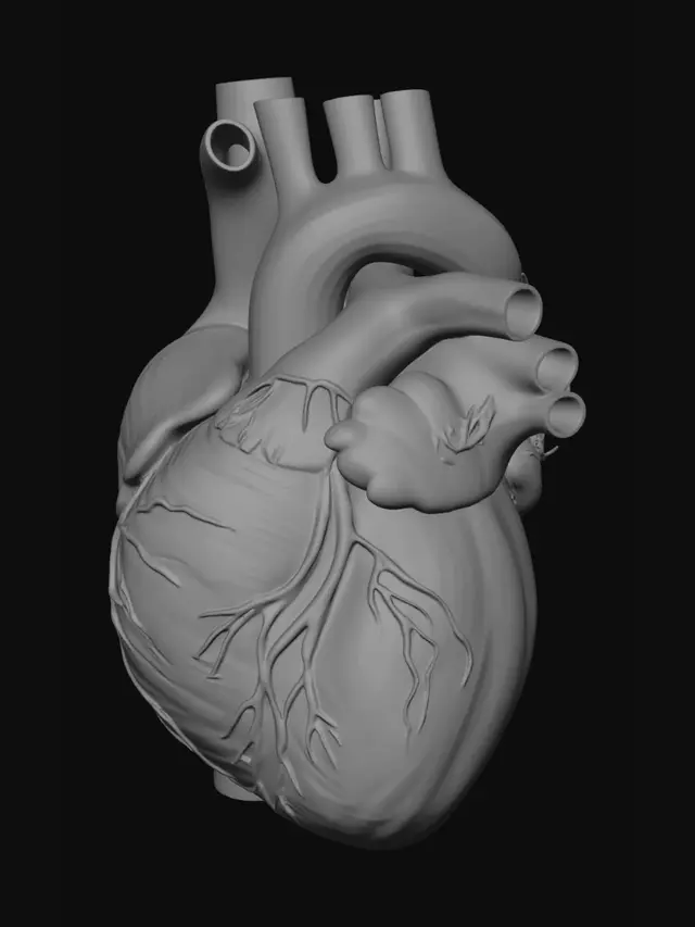 3D model for Normal Blood Flow Through the Heart