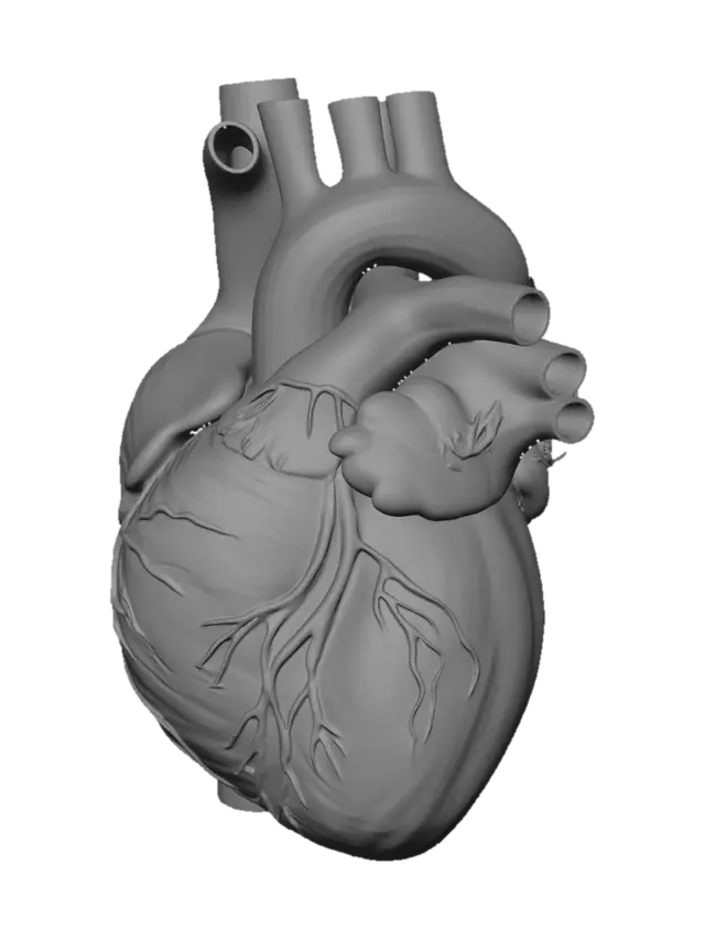 3D model for Normal Blood Flow Through the Heart
