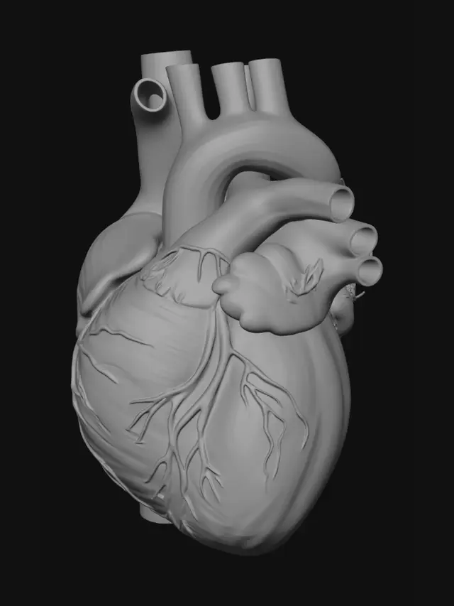 3D model for Normal Blood Flow Through the Heart