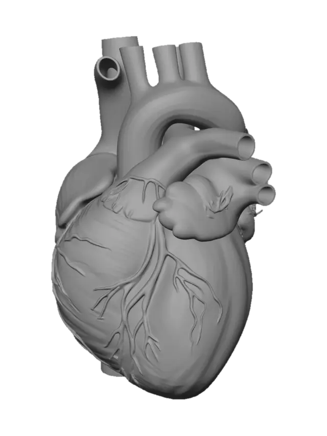 3D model for Normal Blood Flow Through the Heart