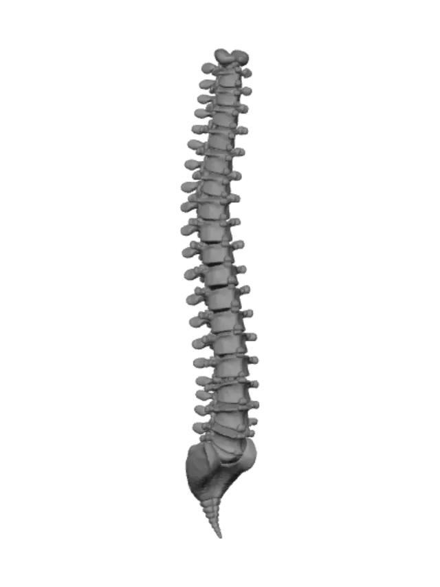 3D model for Rainbow Spine