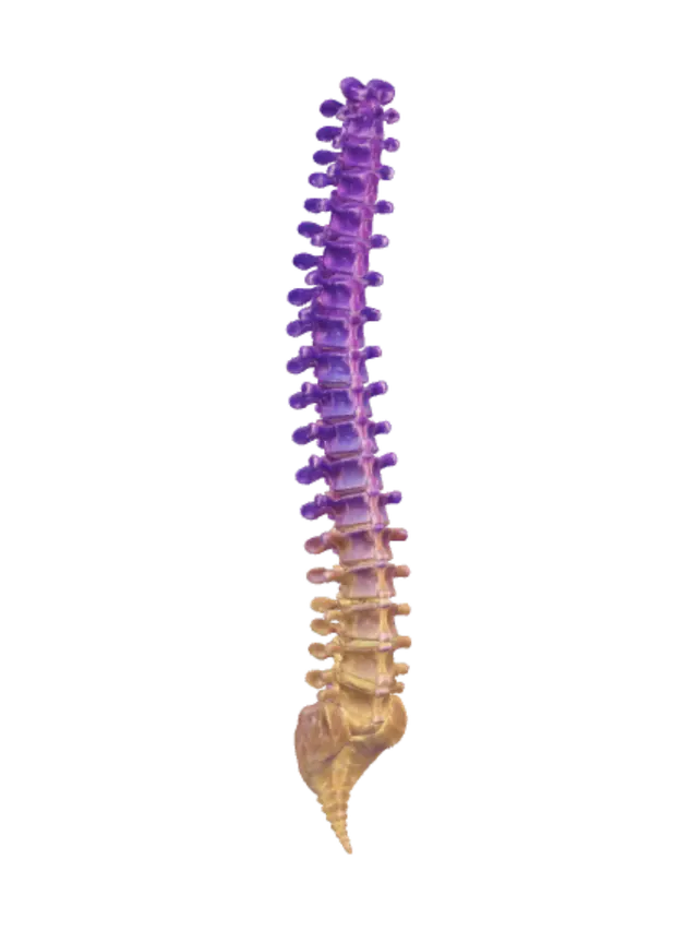3D model for Rainbow Spine