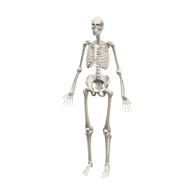 Stylized Skeleton Anatomy 3D model, vytvořený pomocí AI