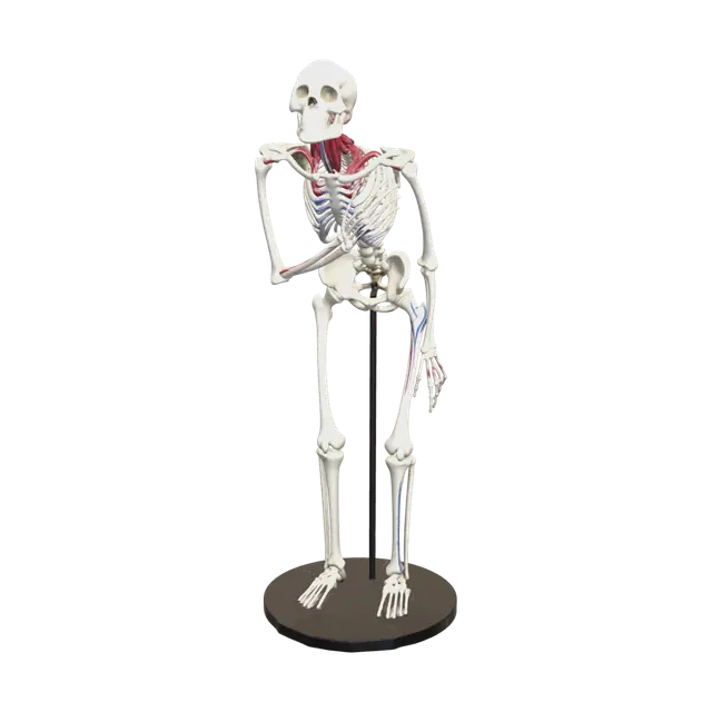 Ornate Skeleton Anatomy 3D model, vytvořený pomocí AI