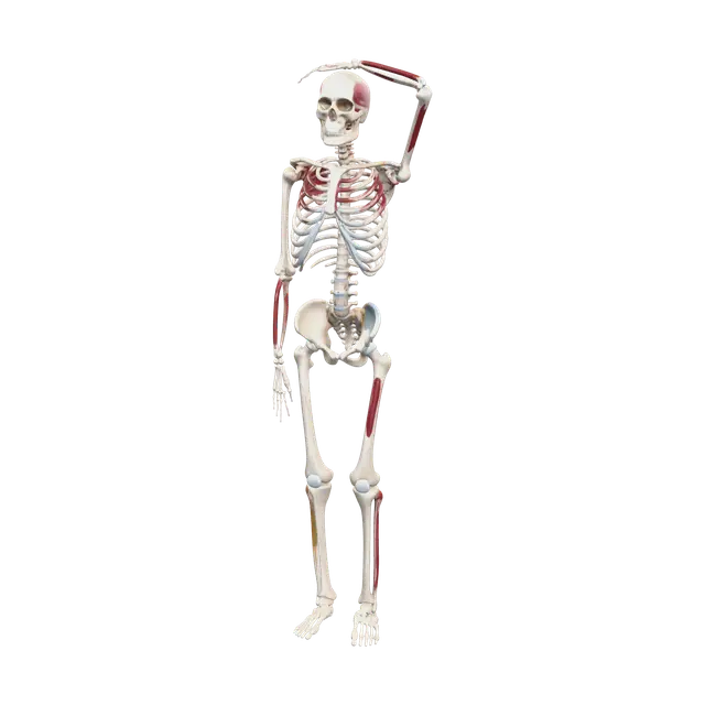 3D model for Realistic Skeleton Anatomy
