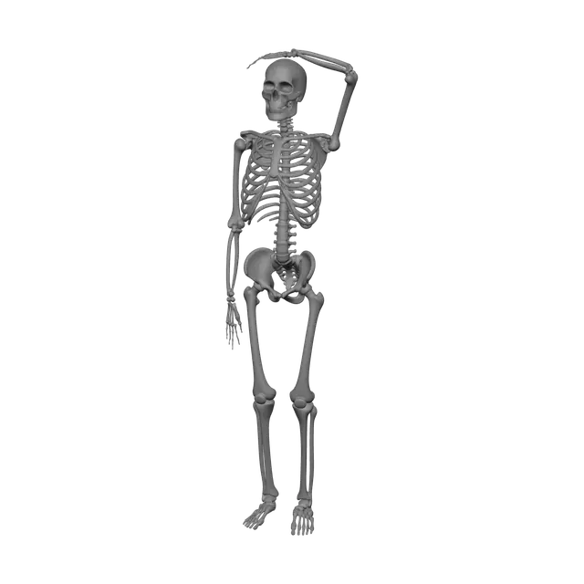 3D model for Realistic Skeleton Anatomy