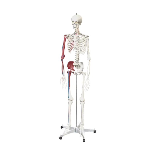 Low-Poly Skeleton Anatomy 3D model, vytvořený pomocí AI