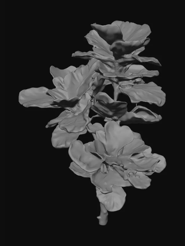 3D model for Rubber plant