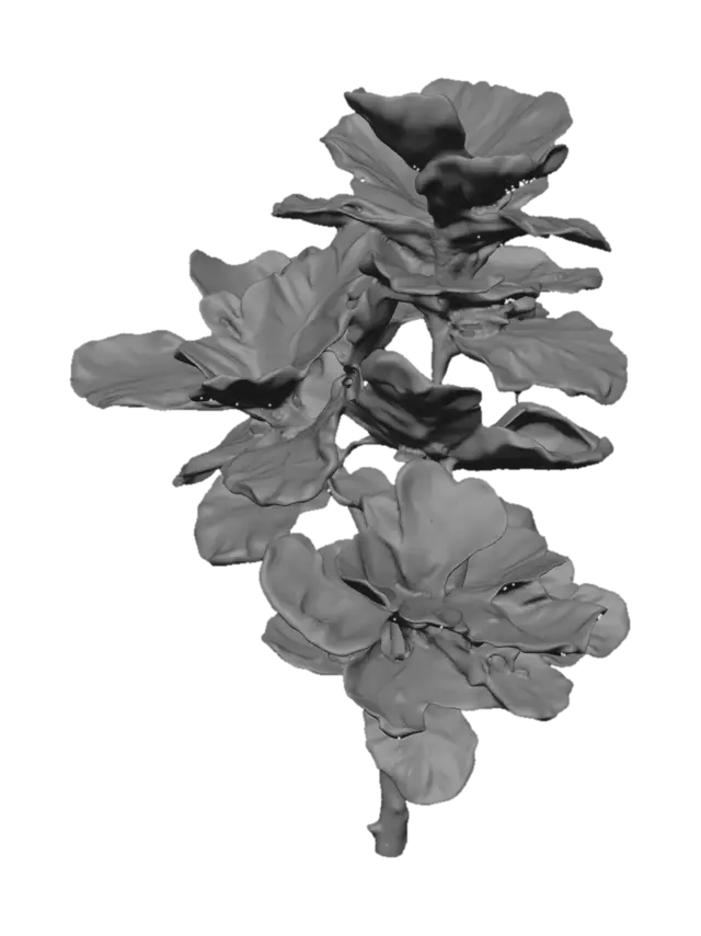 3D model for Rubber plant