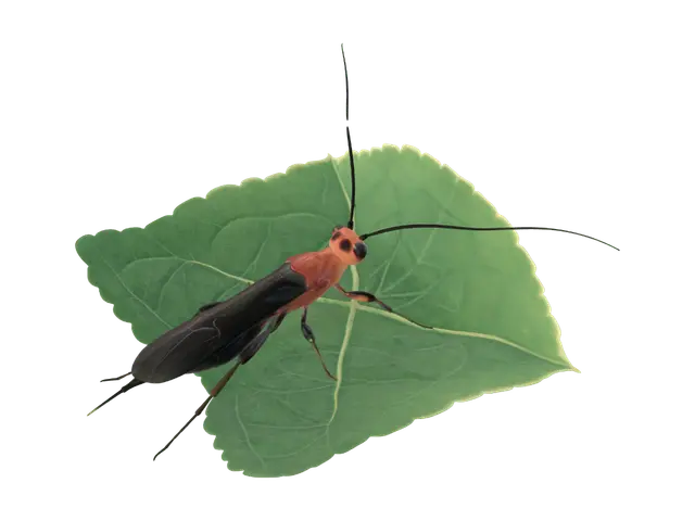 Red-bodied ichneumon wasp - Shader 3D model, vytvořený pomocí AI