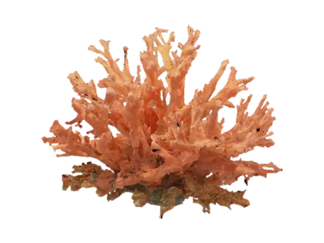 sea coral 3D model, vytvořený pomocí AI
