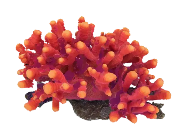 sea coral 3D model, vytvořený pomocí AI