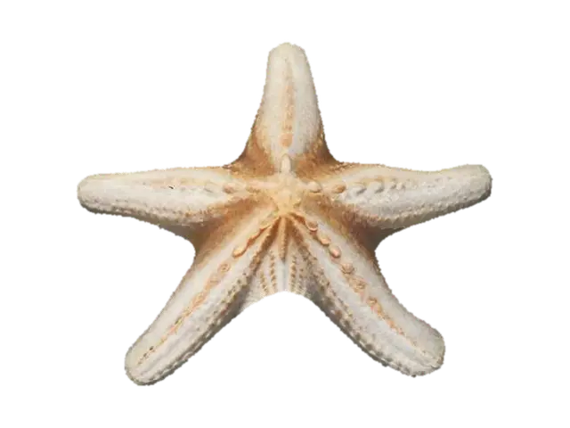 starfish 3D model, vytvořený pomocí AI