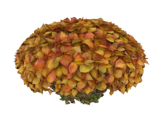 Bush. A dense, rounded bush with a compact, irregular shape, composed of numerous… - Shrub 3D model, vytvořený pomocí AI