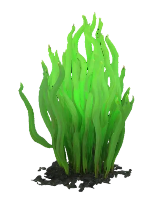 sea plant - Underwater 3D model, vytvořený pomocí AI