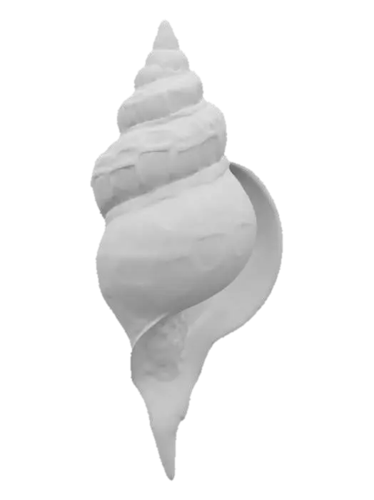 3D model for Seashell Spiral Art, #ocean#