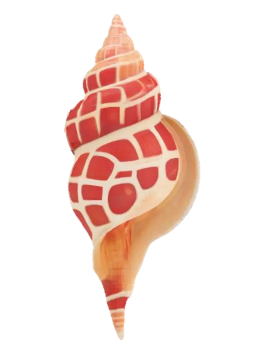 3D model for Seashell Spiral Art, #ocean#