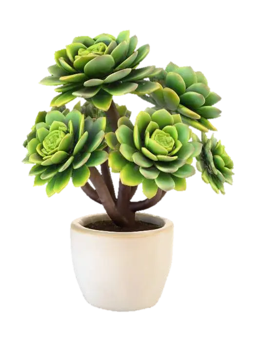Aeonium arboreum (Tree aeonium) - Shrub 3D model, vytvořený pomocí AI
