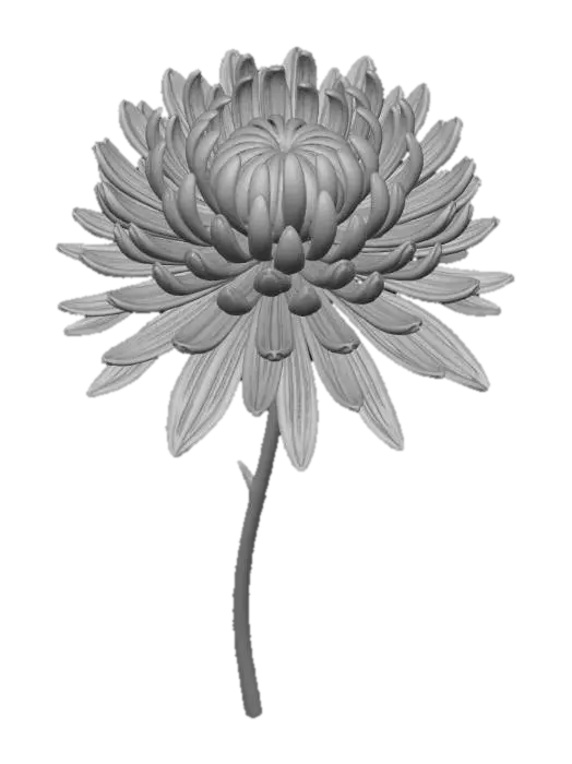 3D model for Blue chrysanthemum bloom