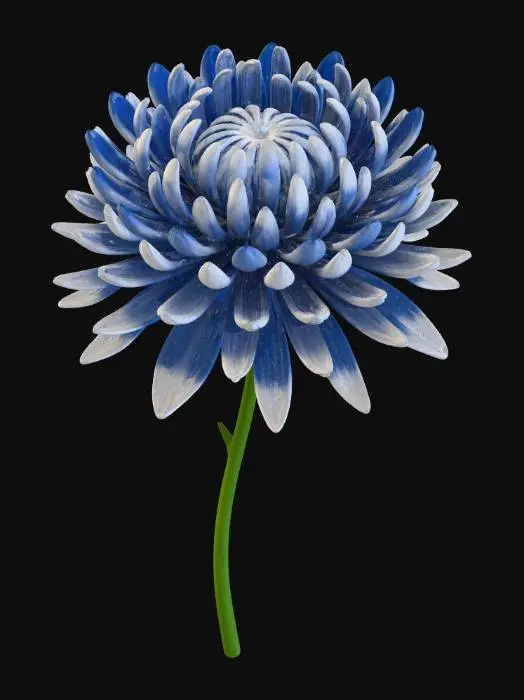 3D model for Blue chrysanthemum bloom