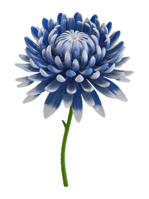 3D model for Blue chrysanthemum bloom