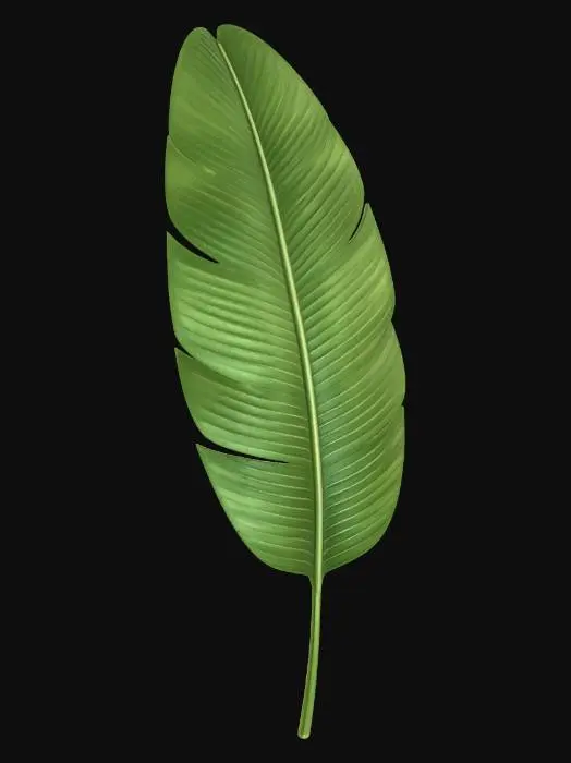 3D model for Banana leaf